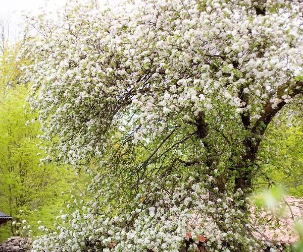 Frühstückspension Gosciniec